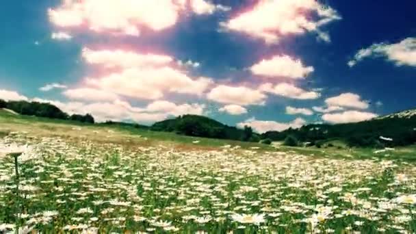 Sommerlandschaft Feld Blühender Gänseblümchen — Stockvideo