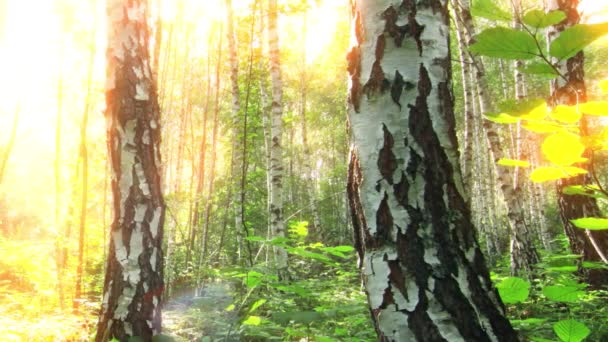 Floresta Bétula Cronologia Pôr Sol — Vídeo de Stock