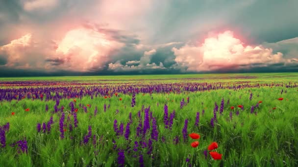 Campo Flores Cielo Nublado — Vídeo de stock