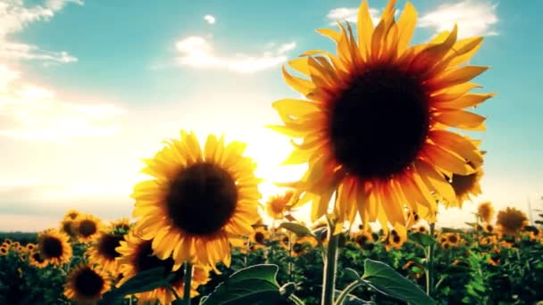 Bloeiende Zonnebloemen Een Achtergrond Zonsondergang — Stockvideo