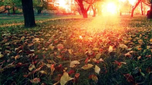 Sonnenuntergang Herbstlichen Garten — Stockvideo