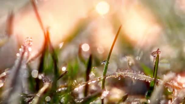 Groen Gras Dauwdruppels Bevroren Termijn — Stockvideo