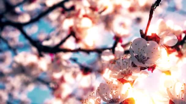 Aprikosenblüten Blühen Frühling — Stockvideo