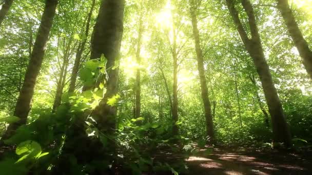 Mattina Una Foresta — Video Stock