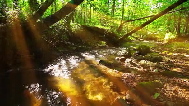 Córrego Montanha Floresta — Vídeo de Stock