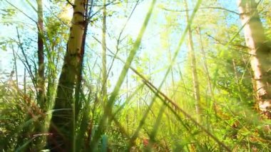 Ormanda bir sabah. Yaz manzarası