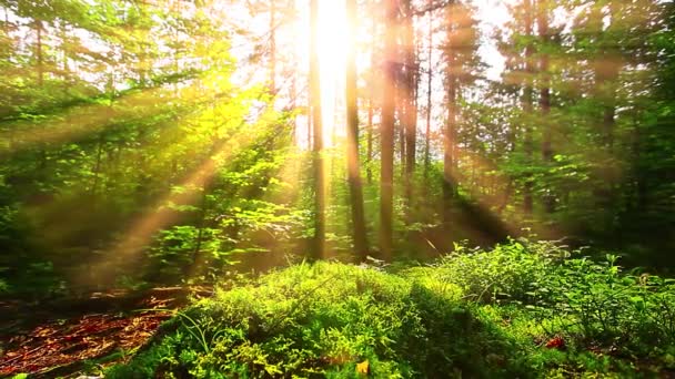 Ranek Lesie Krajobraz Letni — Wideo stockowe