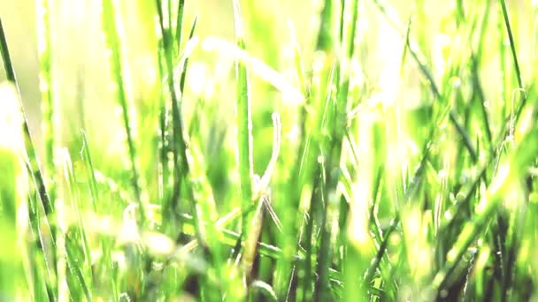 滴着清晨的露水 绿色的草地上 — 图库视频影像