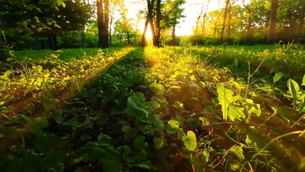 Morgon Skog Sommarlandskap — Stockvideo