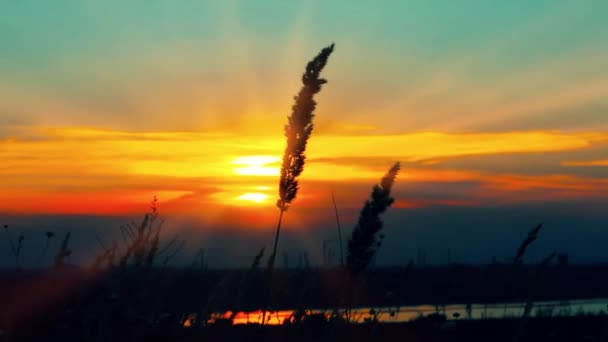 Tarwe Bij Dageraad Zonnestralen Van Zonsondergang — Stockvideo