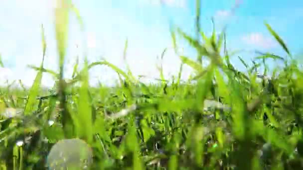 Green Grass Drops Morning Dew — Stock Video