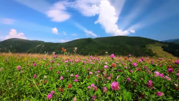Çiçekli Dağ Tepeleri Zaman Akıp Gidiyor — Stok video
