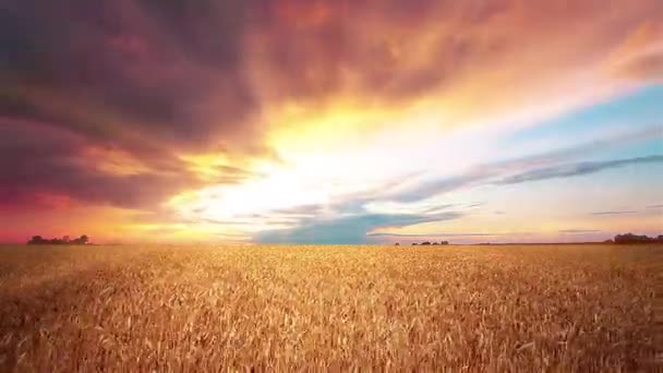 Grasveld Een Achtergrond Van Zonsondergang — Stockvideo