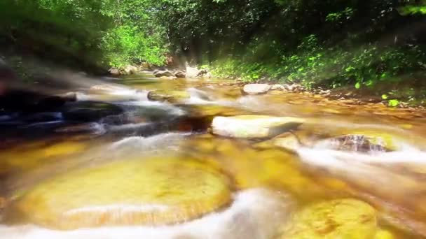 Ruisseau Montagne Dans Forêt — Video