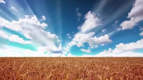 Grasveld Een Achtergrond Van Zonsondergang — Stockvideo