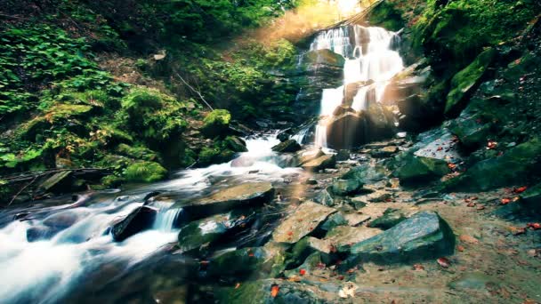 Ruisseau Montagne Dans Forêt — Video