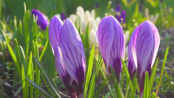 Zeitraffer Blume Krokusblüte — Stockvideo