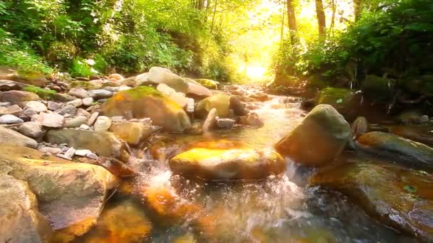 Ormandaki Dağ Deresi — Stok video