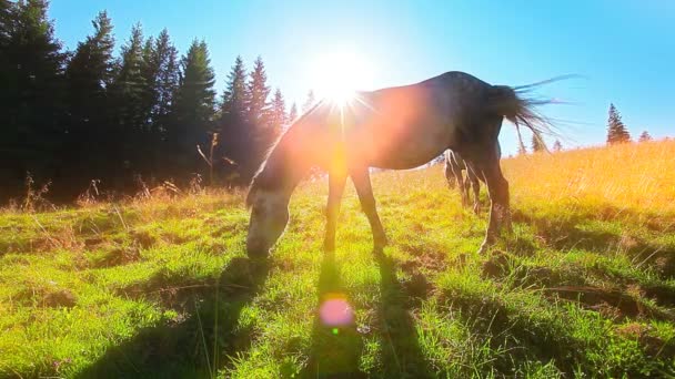 chevaux broutant sur le fond du soleil du matin 
