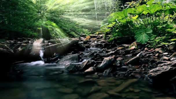 森林中的山溪 — 图库视频影像