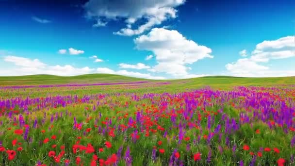 Field Flowers Cloudy Sky — Stock Video