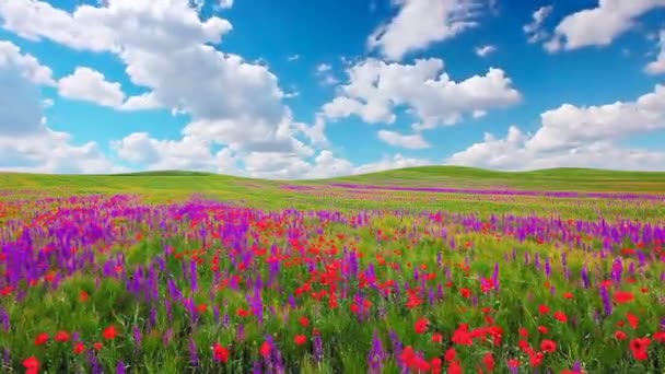 Blumenfeld Und Wolkenverhangener Himmel — Stockvideo