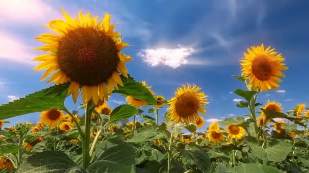 Veld Van Zonnebloemen Bewolkte Hemel — Stockvideo