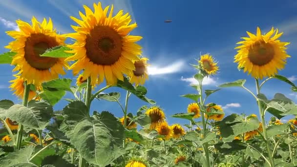 Feld Von Sonnenblumen Und Bewölktem Himmel — Stockvideo