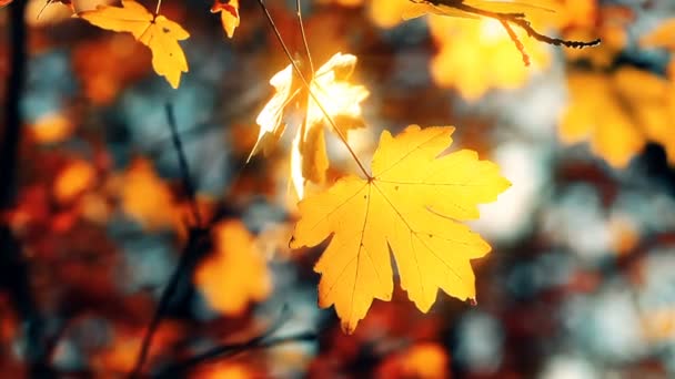 Feuilles Automne Sur Fond Coucher Soleil — Video