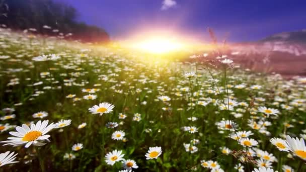 Zomer Landschap Vallei Met Kamille Bloemen — Stockvideo