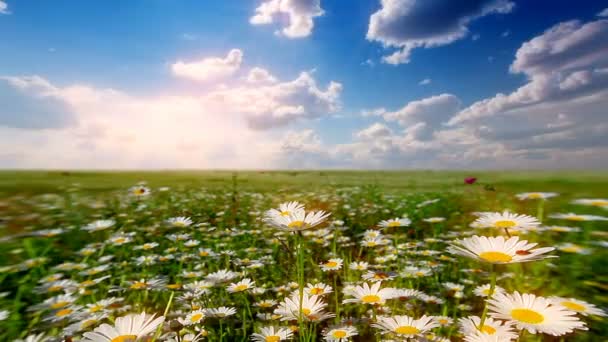 paysage d'été. vallée avec des fleurs de camomille.