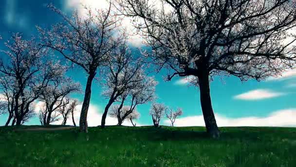 春の風景 庭が咲いてる タイムラプス — ストック動画