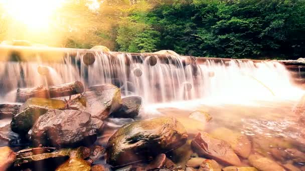 Ruisseau Montagne Dans Forêt — Video