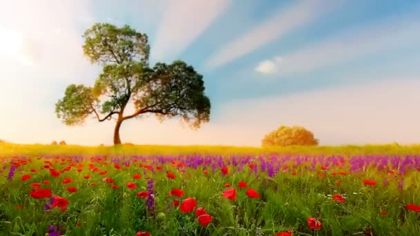 Çiçek Tarlası Bulutlu Gökyüzü — Stok video