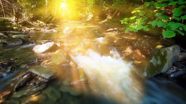 Ruisseau Montagne Dans Forêt — Video