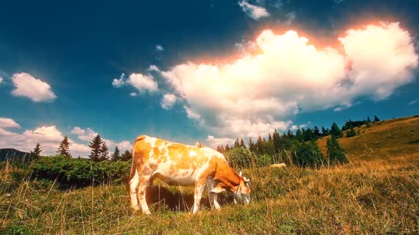 Vaca Come Grama Paisagem Verão — Vídeo de Stock