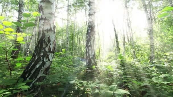 Morning Birch Forest Timelapse — Stock Video