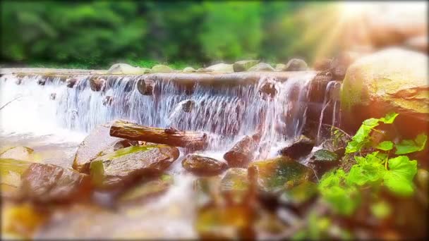 Arroyo Montaña Bosque — Vídeo de stock