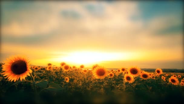Kvetoucí Slunečnice Při Západu Slunce — Stock video