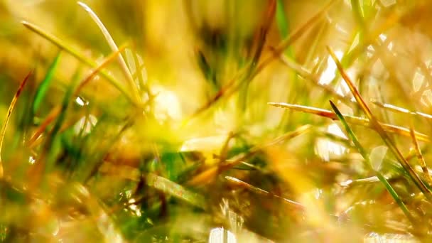 Herbe Verte Gouttes Rosée Timelapse — Video