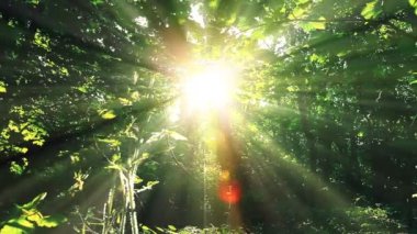 Ormanda bir sabah. Yaz manzarası