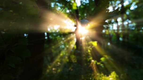 Morgenochtend Een Bos Zomers Landschap — Stockvideo