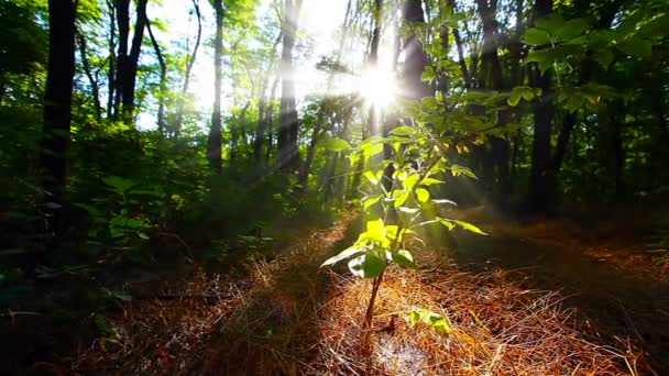 Ormanda Bir Sabah Yaz Manzarası — Stok video