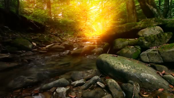 Ruisseau Montagne Dans Forêt — Video