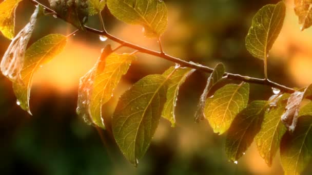 緑の葉に雨が降る — ストック動画