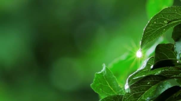 Капли Дождя Зеленые Листья — стоковое видео
