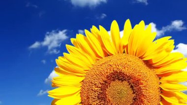 Arka planda bir ayçiçeği bulutlu bir gökyüzünde