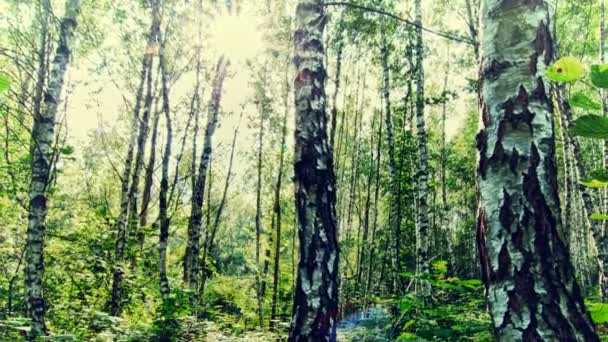 Ranek Brzozowym Lesie Hdr — Wideo stockowe