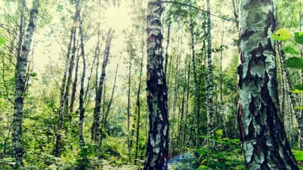 matin dans une forêt de bouleaux. 4K. hdr .