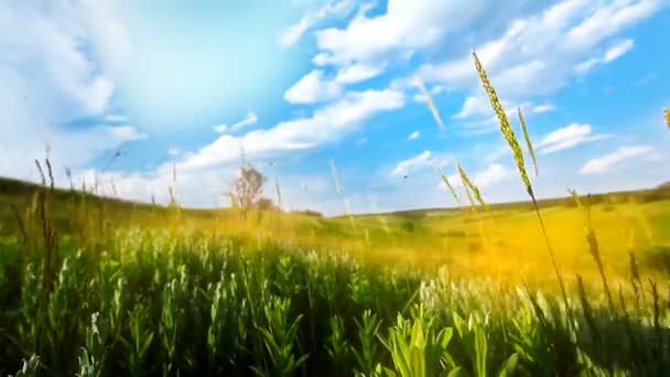 Campo Verde Primavera Cielo Nublado — Vídeos de Stock